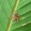 Eriophora Spider
