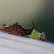 larva prominent