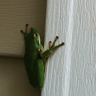 Green Tree Frog