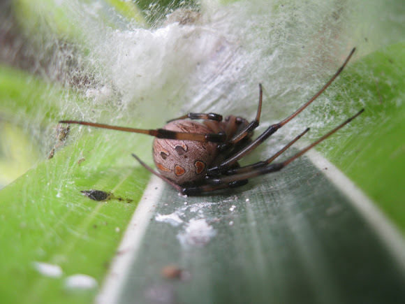 Spotting Image 1