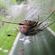 Brown Widow