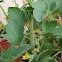 Alficoz (snake melon)