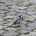 White Wagtail