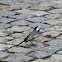 White Wagtail