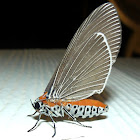 Snouted Tiger Moth