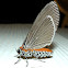 Snouted Tiger Moth