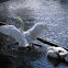 White Swan