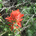 Indian paintbrush