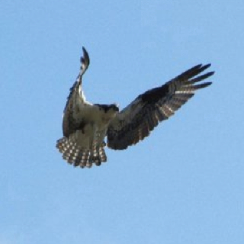 Osprey
