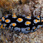 Phyllidia picta