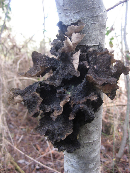 Spotting Image 1