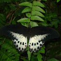 Blue Mormon