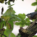 Red-breasted Nuthatch