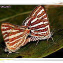 Common Silverline Butterfly