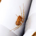 Spitting spider
