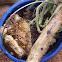 Wild Honey Combs