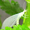 Green Lacewing