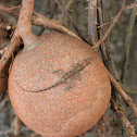 Brown anole on Cannonball tree fruit