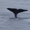 Sperm Whale