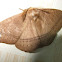Monkey Moth