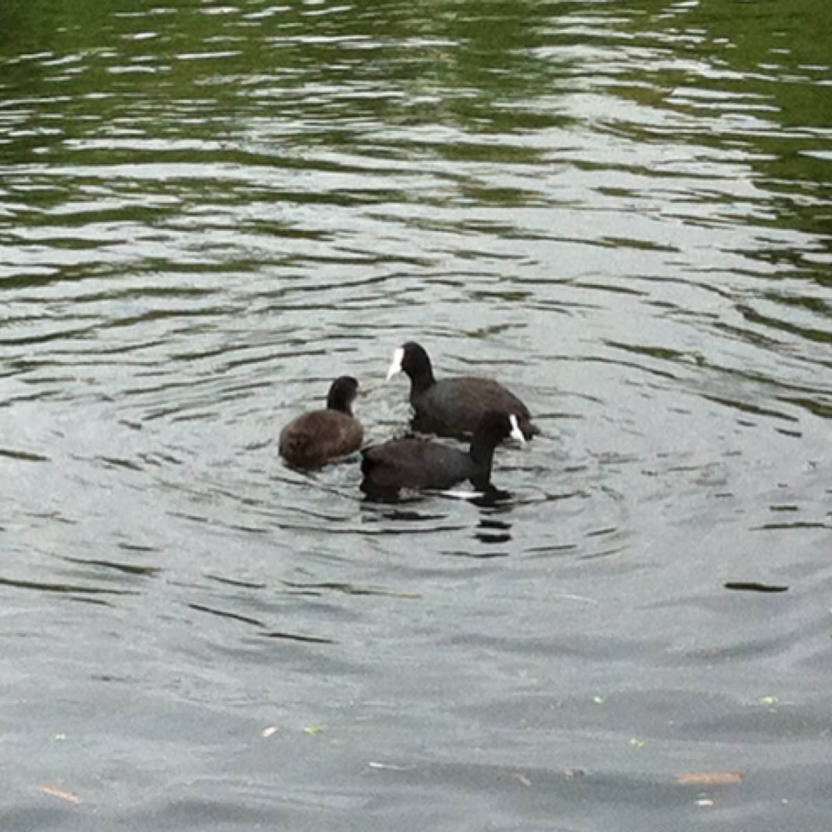 Eurasian Coot