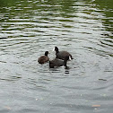 Eurasian Coot