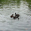 Eurasian Coot