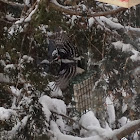 Downy woodpecker