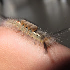 Tussock Moth Caterpillar