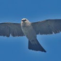 Mississippi Kite