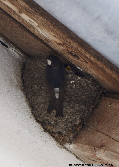 Spotting Image 1
