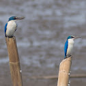 Collared Kingfisher