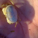 Boi de mar (gl), Buey de mar (es), edible crab or brown crab (uk)