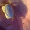 Boi de mar (gl), Buey de mar (es), edible crab or brown crab (uk)