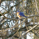 Eastern Bluebird