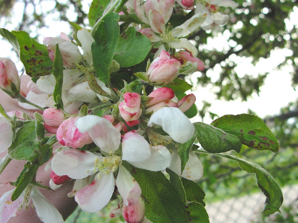 Wild Crabapple (yellow) | Project Noah