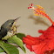 Purple Sunbird
