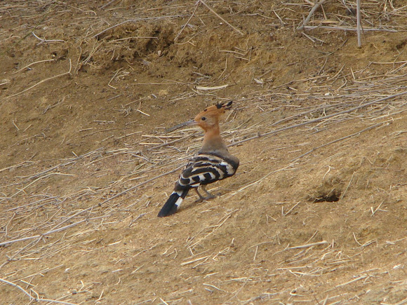Spotting Image 1