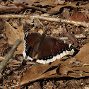 Mourning Cloak