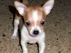 Vendo Hermosos Cachorros Chihuahuas