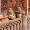 Rhesus macaque