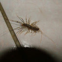 House Centipede