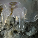 Moon jelly