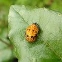 Ladybird Pupa
