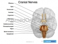 Cranial Nerves