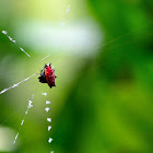 Spiny Orb-weaver