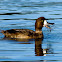 Greater Scaup (female)