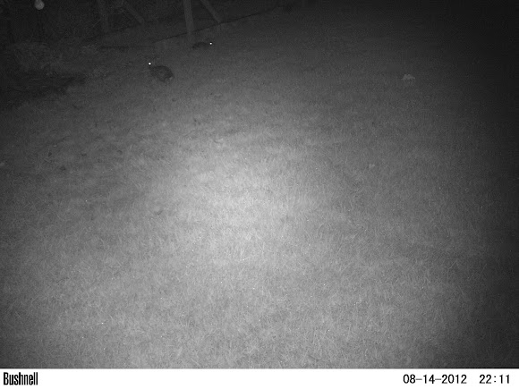 Spotting Image 1