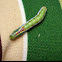 Variable oakleaf caterpillar moth