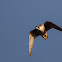 Peregrine Falcon  - Falcão-peregrino